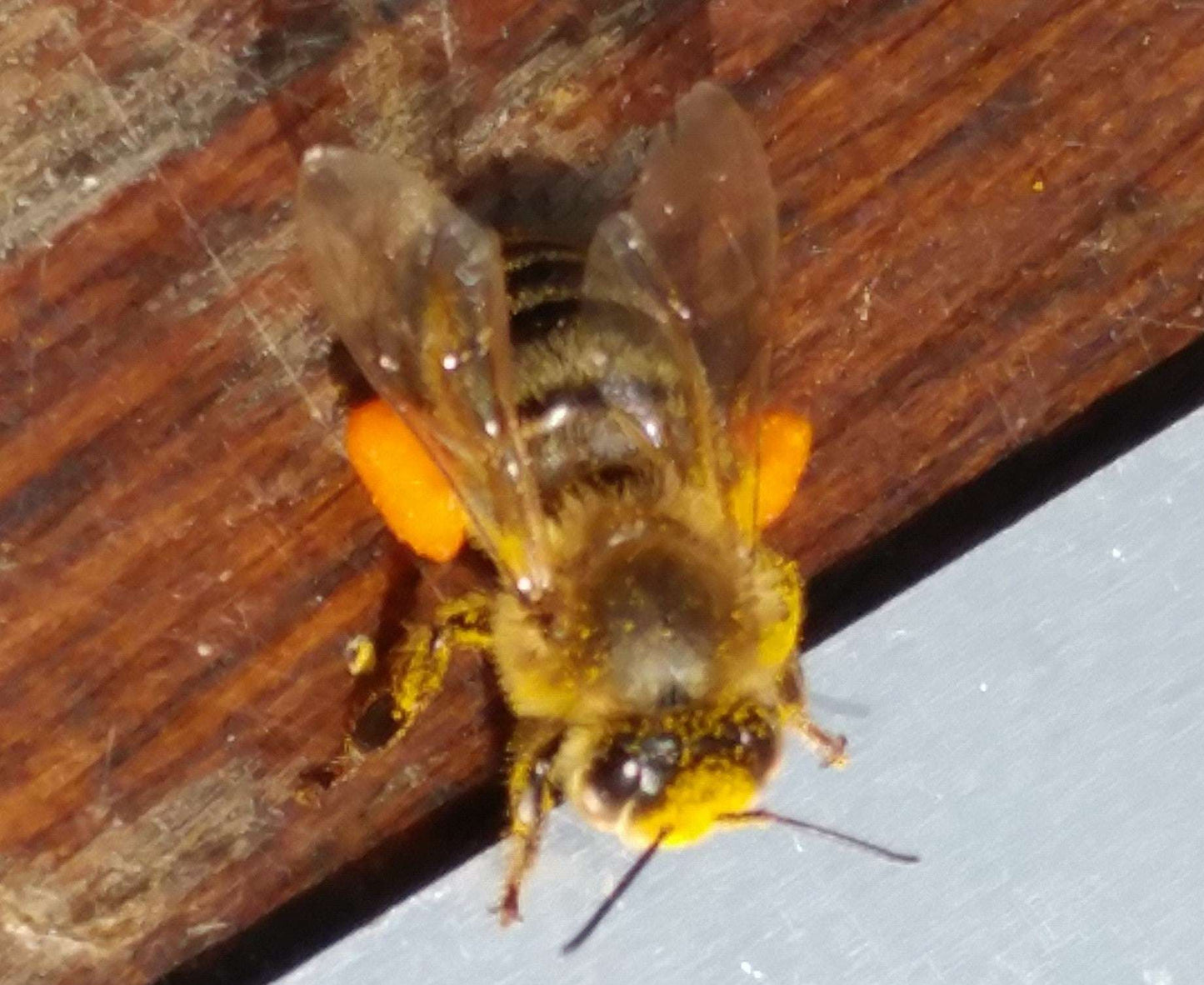 Raw Bee Pollen